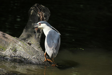 Indian pond heron (Ardeola grayii)