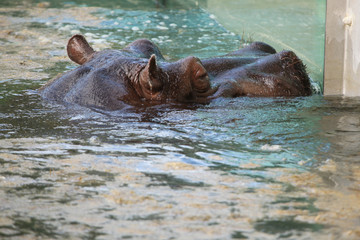 Hippopotamus (Hippopotamus amphibius)