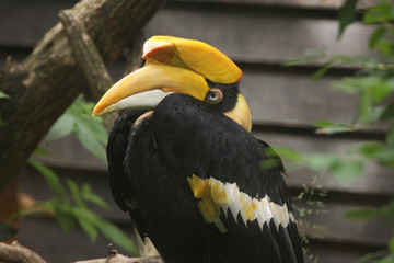 Great hornbill (Buceros bicornis)