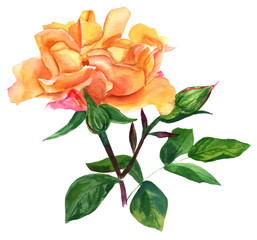 A vintage style watercolour drawing of a yellow rose