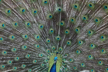 Fototapeta premium Indian peafowl (Pavo cristatus)
