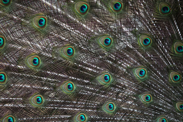 Obraz premium Indian peafowl (Pavo cristatus)