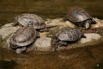 European pond turtle (Emys orbicularis)