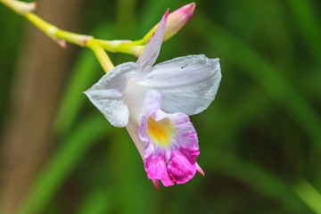 Arundina graminifolia terrestrial orchid close up