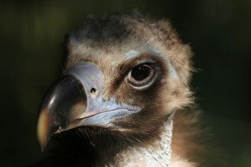 Cinereous vulture (Aegypius monachus)