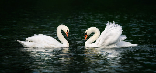 Obraz premium Two swans shining on dark water