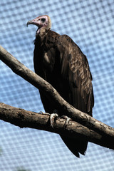 Hooded vulture (Necrosyrtes monachus).