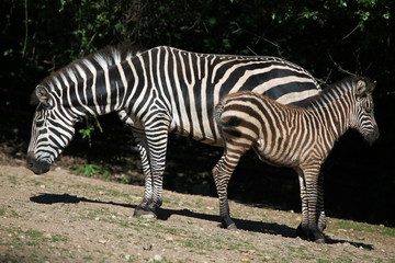 Obraz na płótnie Canvas Grant's zebra (Equus quagga boehmi)