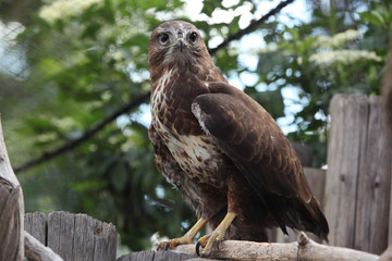 Eurasian buzzard (Buteo buteo)