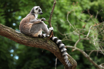 Ring-tailed lemur (Lemur catta)