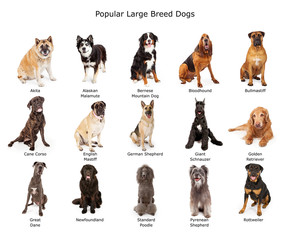 Collection of Popular Large Breed Dogs - Powered by Adobe