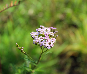 Цветок тысячелистника. A yarrow flower. © mirona_vam