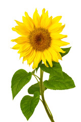 Fresh sunflower on white
