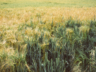 Getreideanbau
