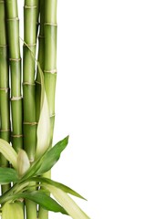 Fototapeta premium Bamboo Shoot, Bamboo, Zen-like.