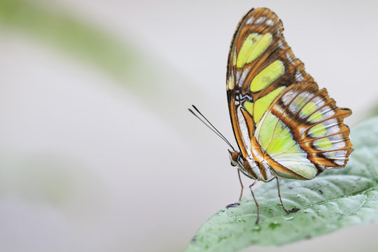 Ecuador, Amazonas River Region, Malachite butterfly on leaf