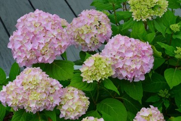 Hortensie blüht rosa auf Holzterasse