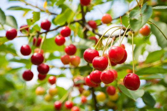 Ripe organic homegrown cherries, tree branch