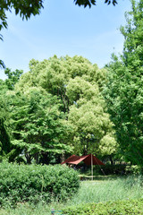 森の中のテント