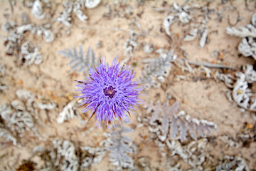 Fototapeta premium Sea Holly plant (Eryngium maritimum) with pink blossom at the dunes of the Algarve, Portugal