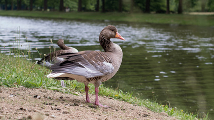geese