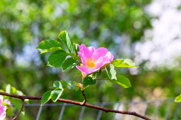 Rose rosehips bush in the garden summer spring