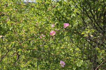 Rose rosehips bush in the garden summer spring