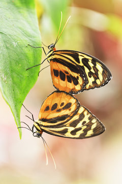 Ecuador, Amazonas River Region, Lycorea butterflies mating
