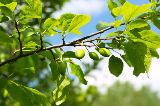 unripe green plum tree branches