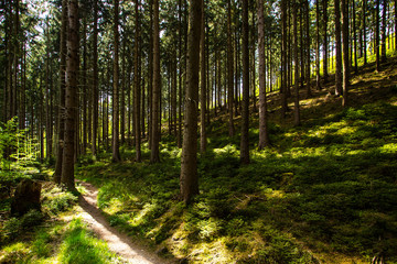 schönes Waldgebiet mit Weg mit durchscheinendem Mittagssonnenlicht