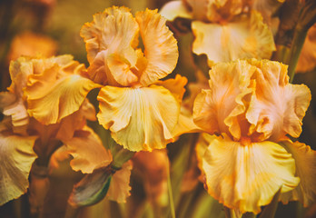 Fototapeta na wymiar iris flower