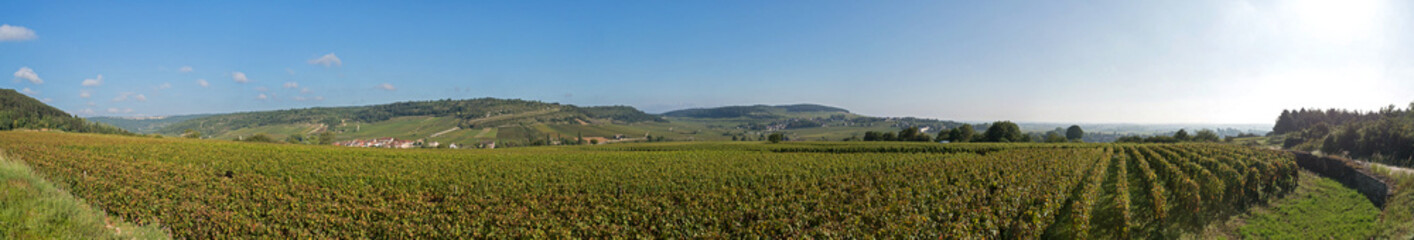 Fototapeta na wymiar panoramic view of vineyard during the grape harvest in Burgundy