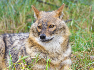 Golden jackal (Canis aureus)