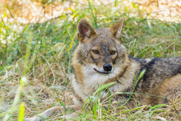 Golden jackal (Canis aureus)