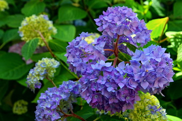 Beauty blue hydrangeas in the garden, left on the background you can write some text