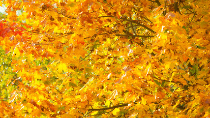 autumn leaves fall trees nature background