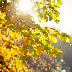 Bright autumn leaves, fall trees