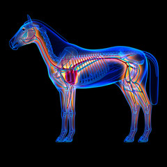 Horse Heart with Circulatory System - Horse Equus Anatomy © decade3d