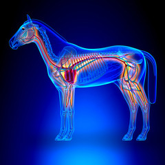 Horse Heart with Circulatory System - Horse Equus Anatomy © decade3d