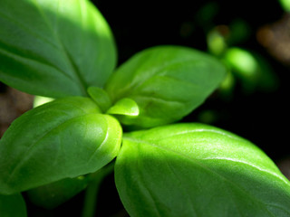 Green basil plant