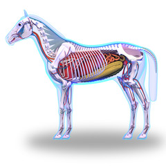 Horse Anatomy - Internal Anatomy of Horse isolated on white