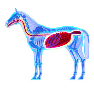 Fototapeta Horse Digestive System - Horse Equus Anatomy - isolated on white