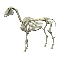 Horse Skeleton - Horse Equus Anatomy - side view isolated