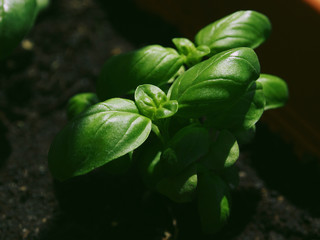 Basil plant in a pot in morning light