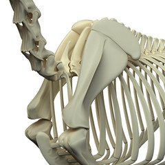 Horse Neck / Scapula - Horse Equus Anatomy - isolated on white