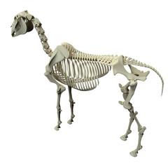 Horse Skeleton Back View - Horse Equus Anatomy