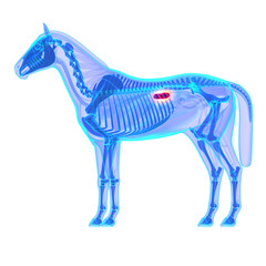 Horse Kidneys - Horse Equus Anatomy - isolated on white © decade3d