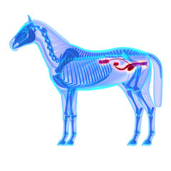 Fototapeta na wymiar Horse Urinary System - Horse Equus Anatomy - isolated on white