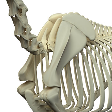 Fototapeta Horse Neck / Scapula - Horse Equus Anatomy - isolated on white