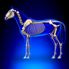 Horse Skeleton - Horse Equus Anatomy - on blue background © decade3d